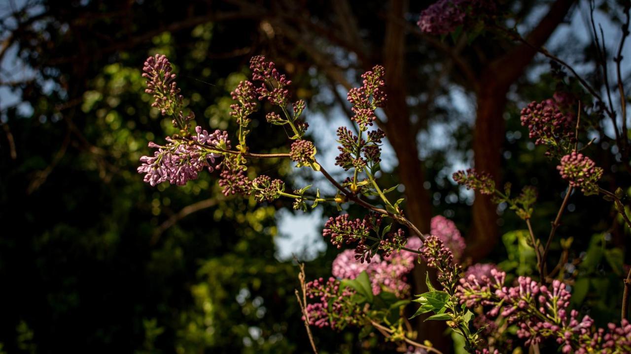 Antica Casina B&B Di Charme ปุลซาโน ภายนอก รูปภาพ